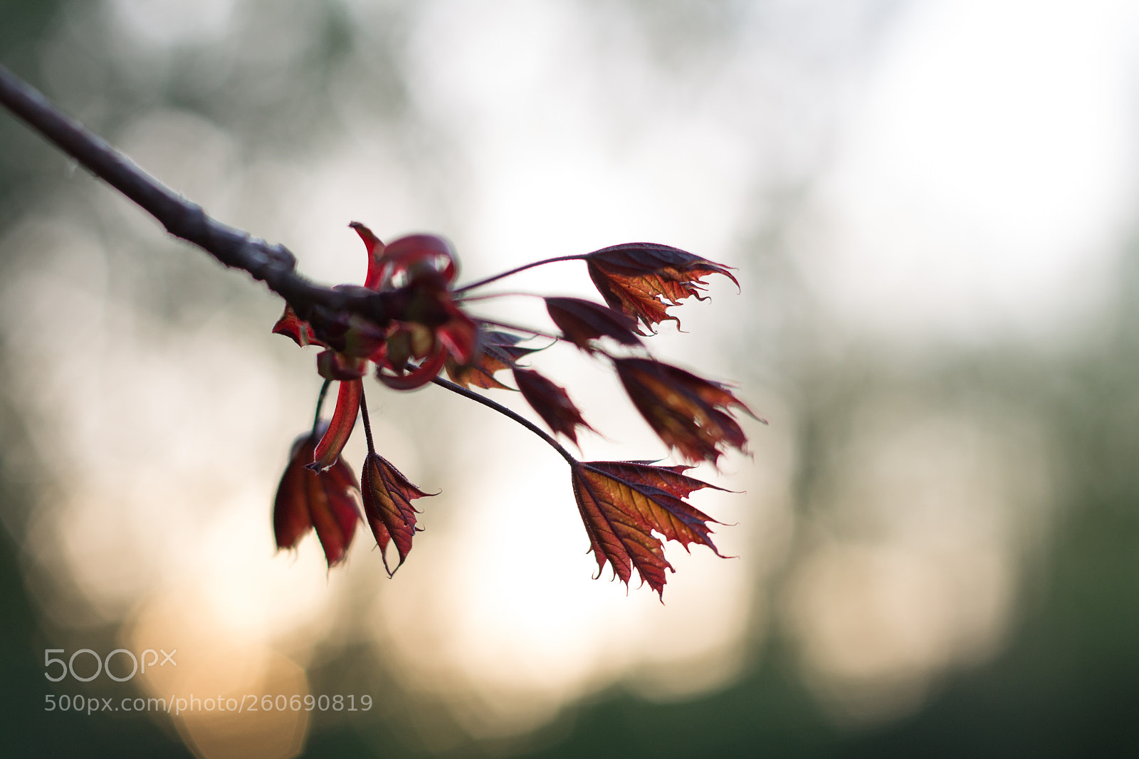 Canon EOS 1100D (EOS Rebel T3 / EOS Kiss X50) sample photo. Young maple photography