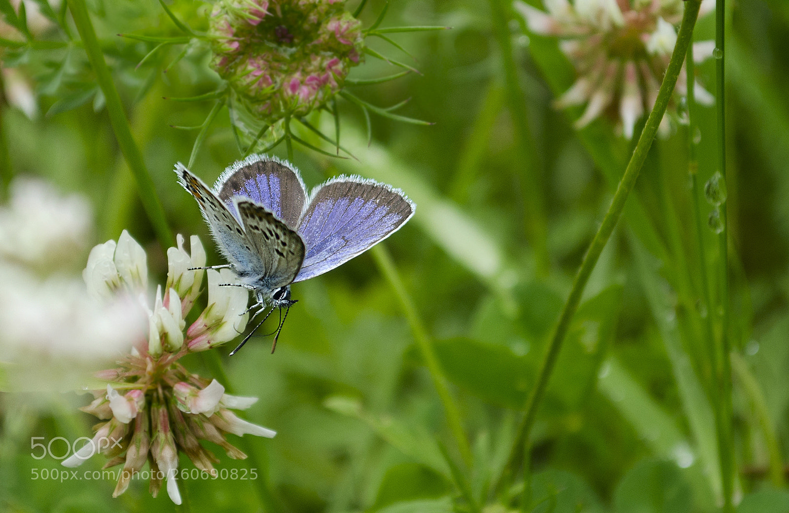 Nikon D7000 sample photo. Butterfly photography