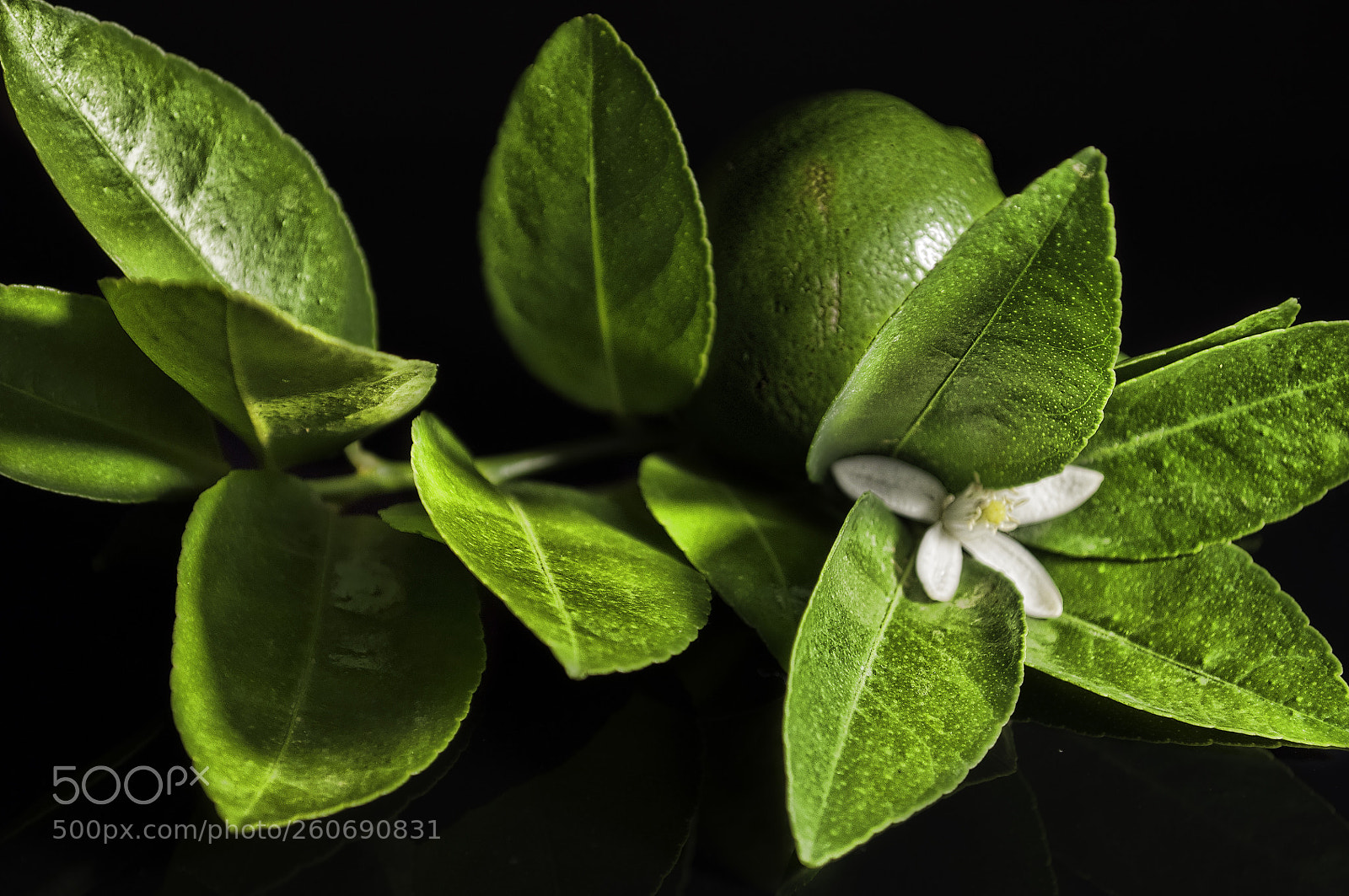 Nikon D90 sample photo. Flor de azahar  photography