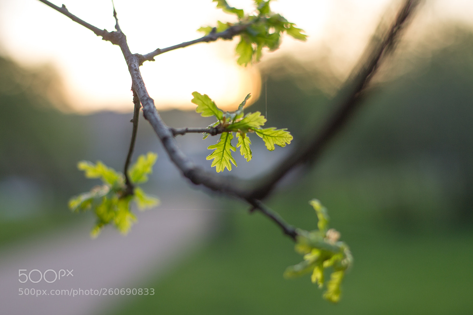 Canon EOS 1100D (EOS Rebel T3 / EOS Kiss X50) sample photo. A little oak in photography