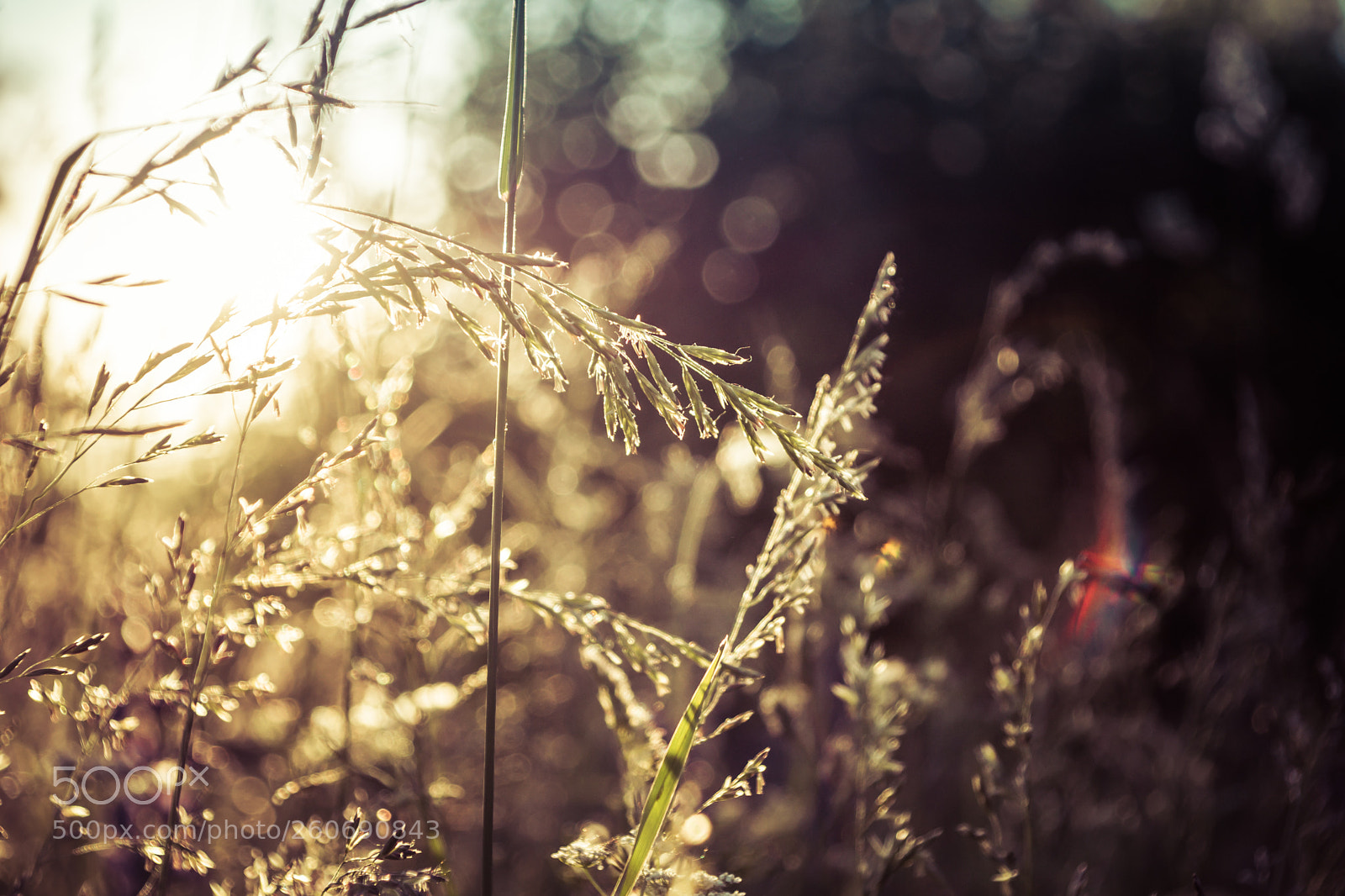 Nikon D3300 sample photo. Morning photography