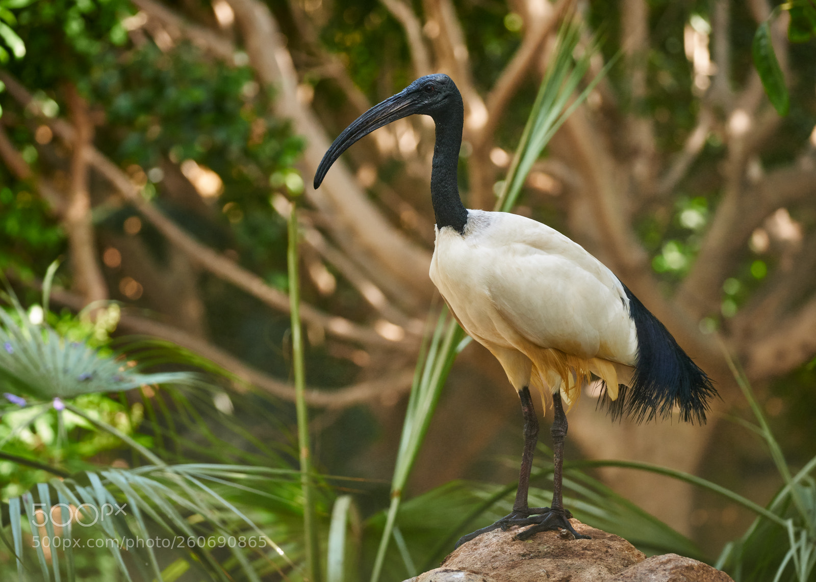Fujifilm X-H1 sample photo. African sacred ibis photography