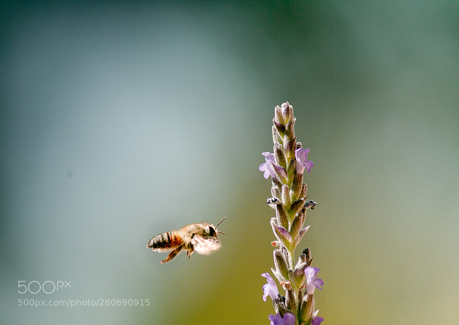 Canon EOS 70D sample photo. Bee & lavender photography