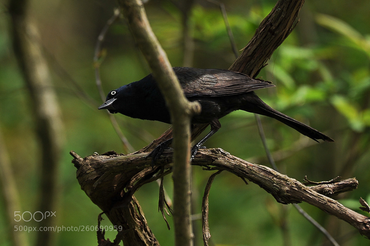 Nikon D700 sample photo. Common grackle photography