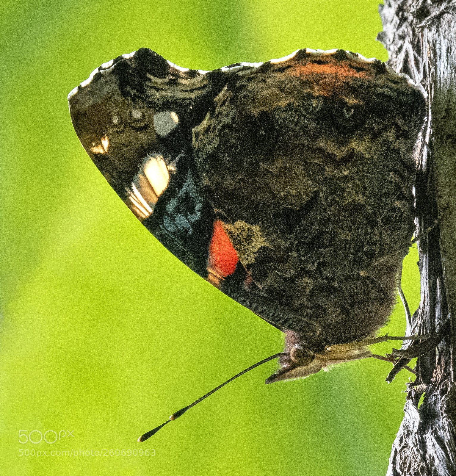 Nikon D850 sample photo. Red admiral on green photography