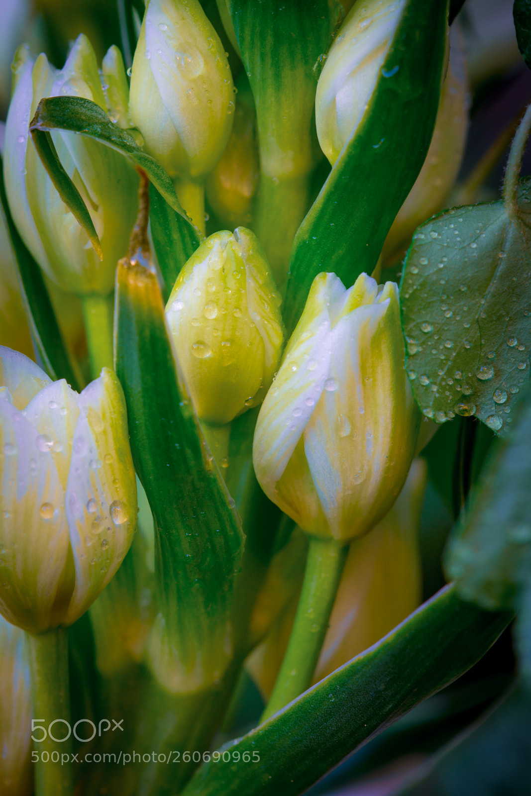 Nikon D7200 sample photo. Blossom photography