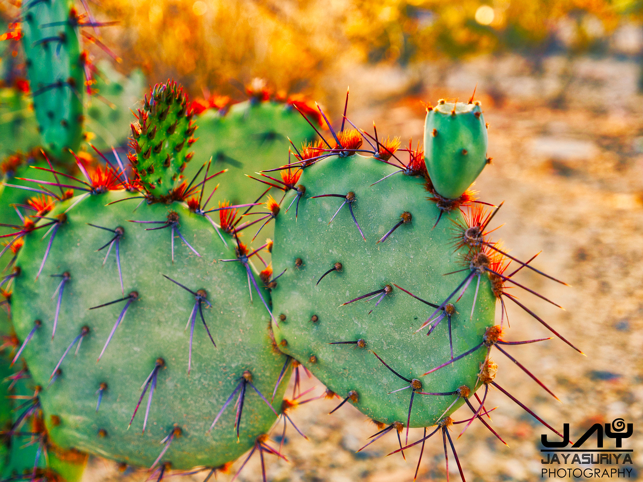 Panasonic Lumix DC-GH5 sample photo. Prickly pear by @jayjayasuriya #jayjayasuriyaphotography-8523 photography