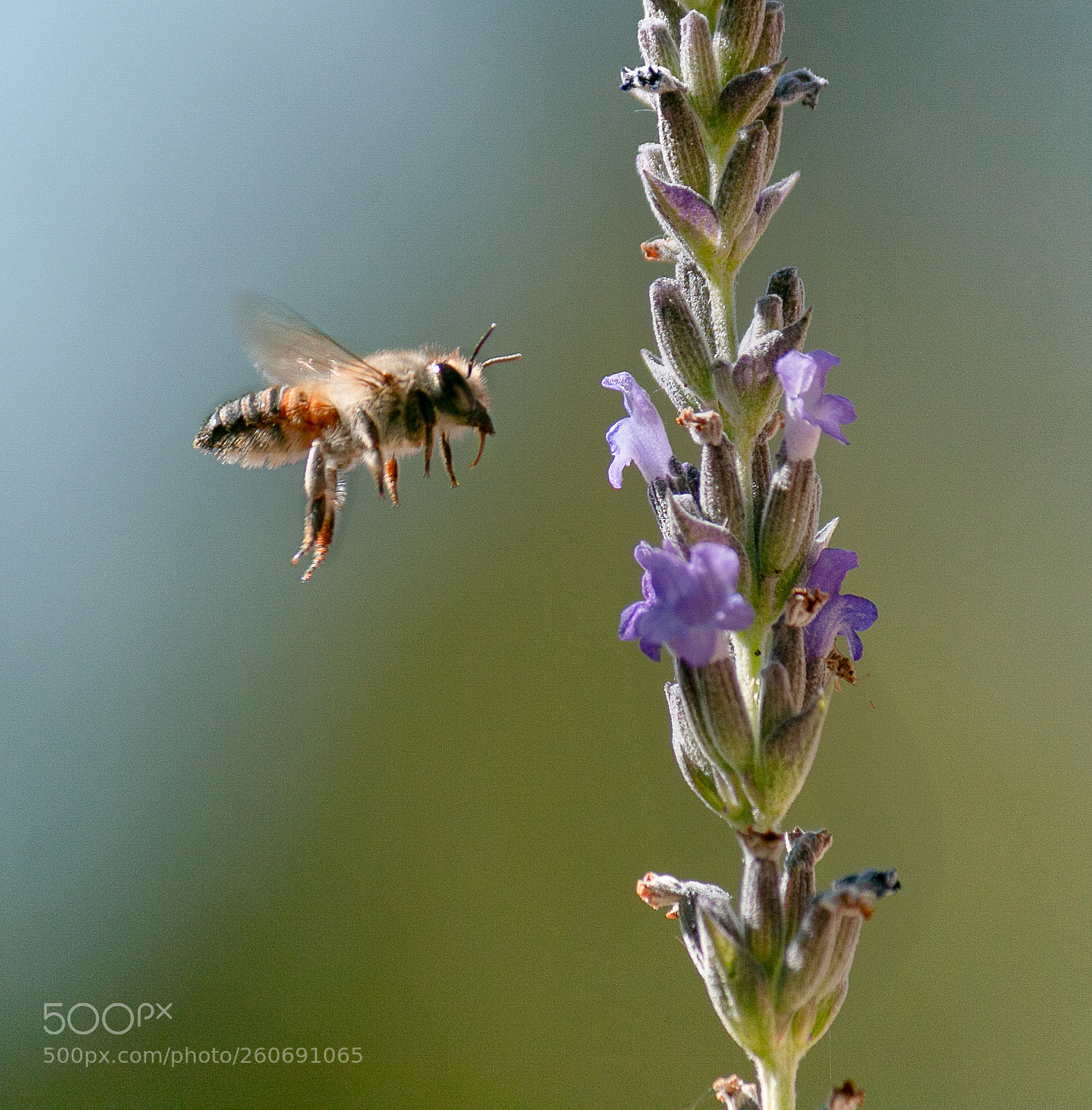 Canon EOS 70D sample photo. Bee & lavender photography