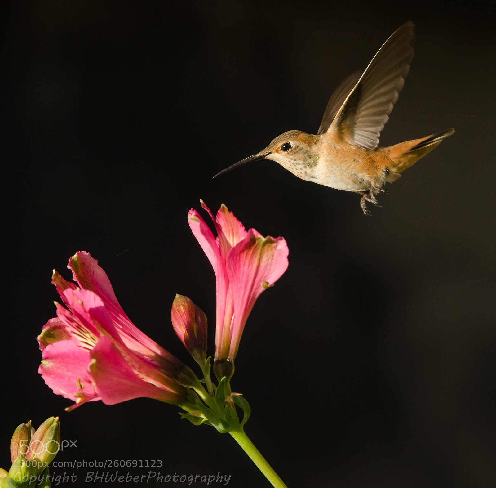 Nikon D7000 sample photo. Hummingbird and flowers photography