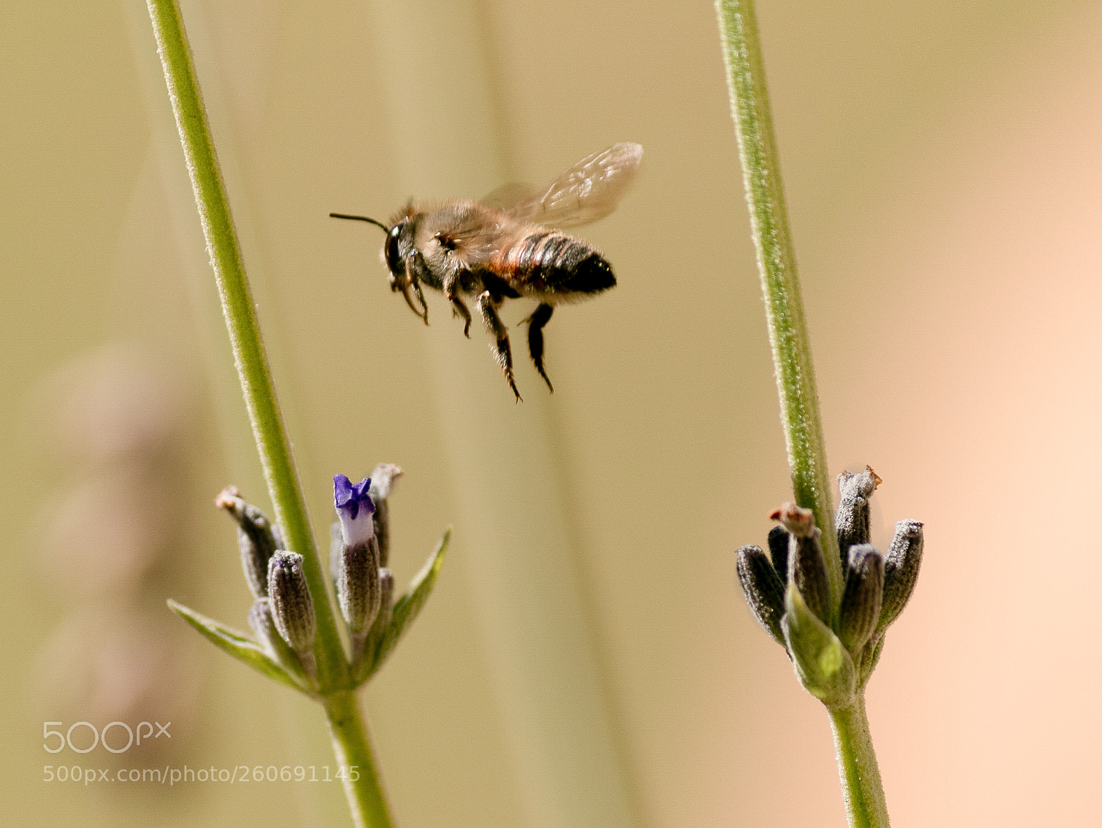 Canon EOS 70D sample photo. Bee & lavender photography