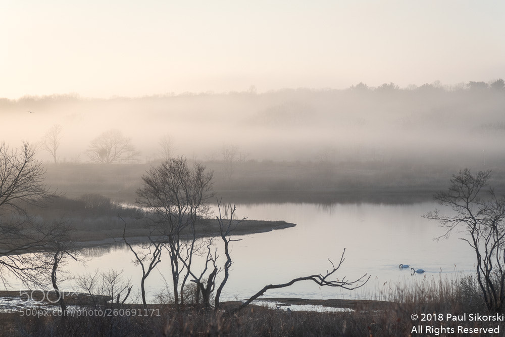 Nikon D850 sample photo. Goshen cove in fog photography