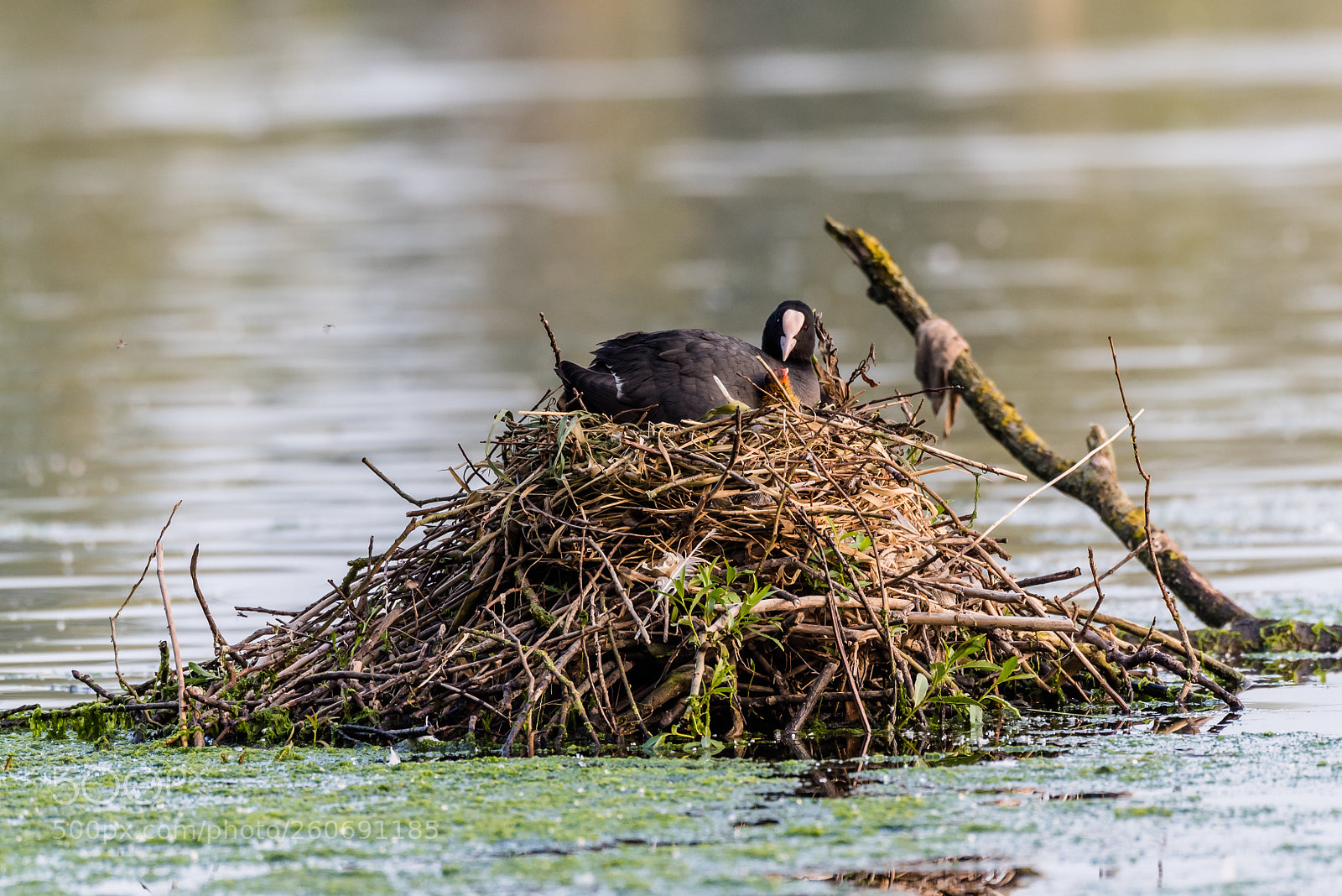 Nikon D750 sample photo. Mothering coot. photography
