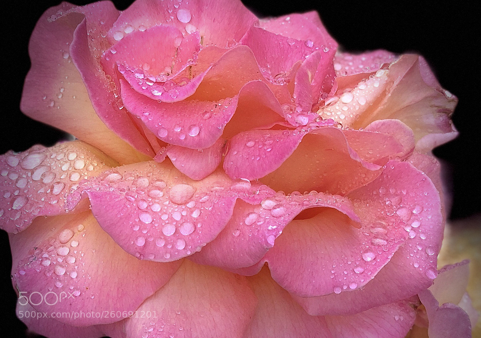Apple iPhone X sample photo. Lovely rain tears  photography