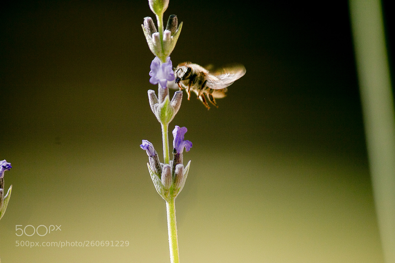 Canon EOS 70D sample photo. Bee & lavender photography