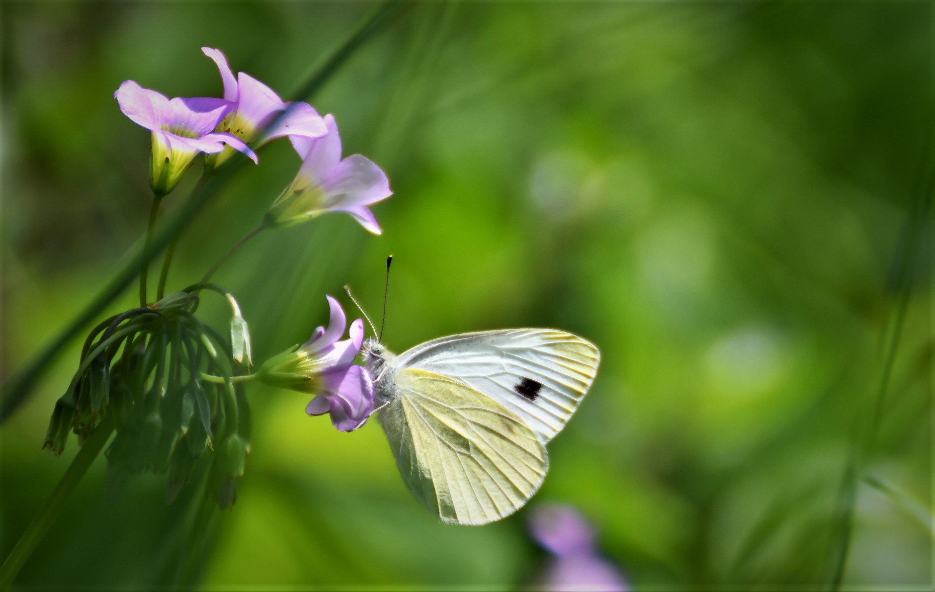 Nikon D500 sample photo. Papillon photography
