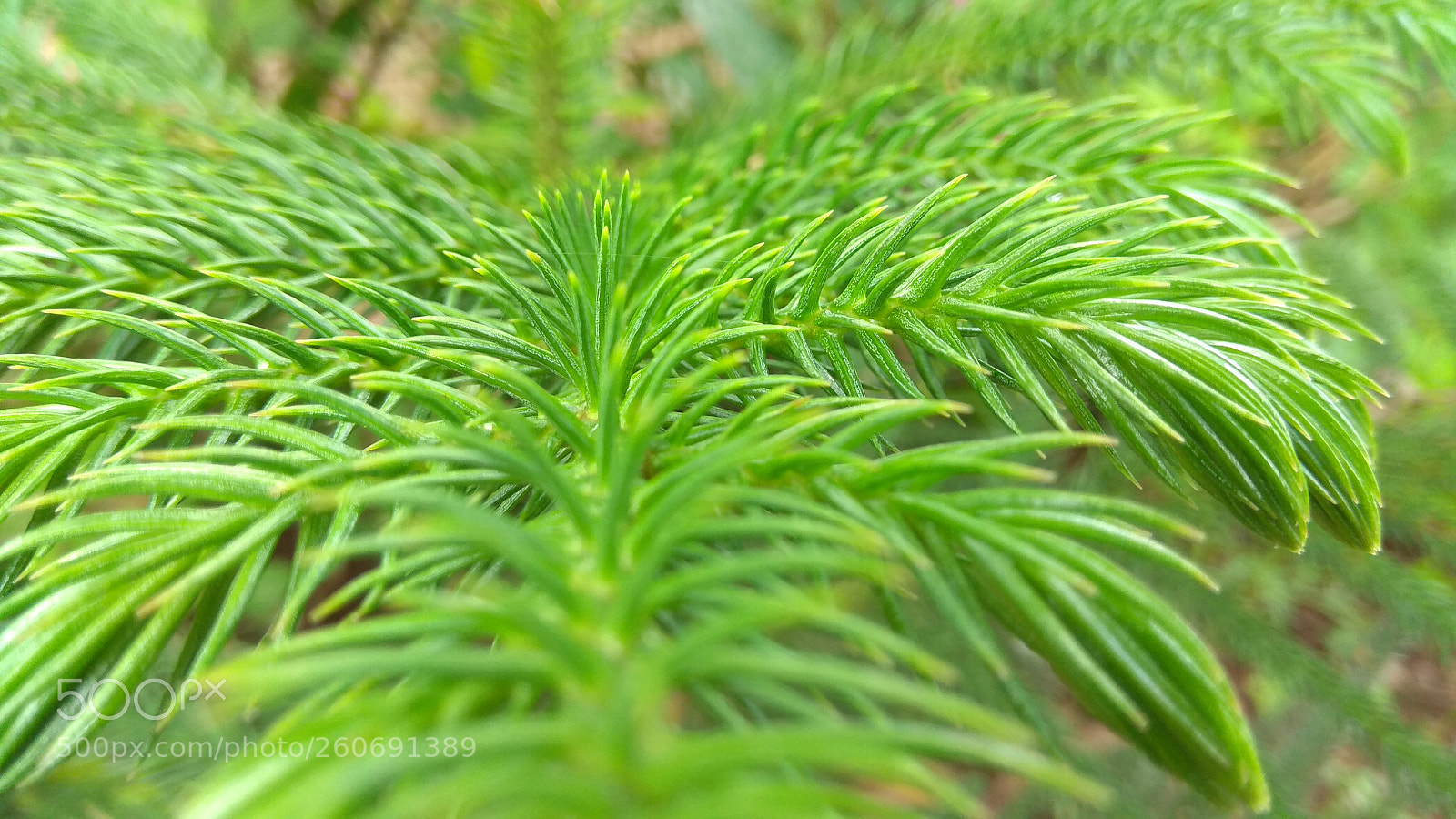 Xiaomi Redmi Note 4 sample photo. Untitled photography