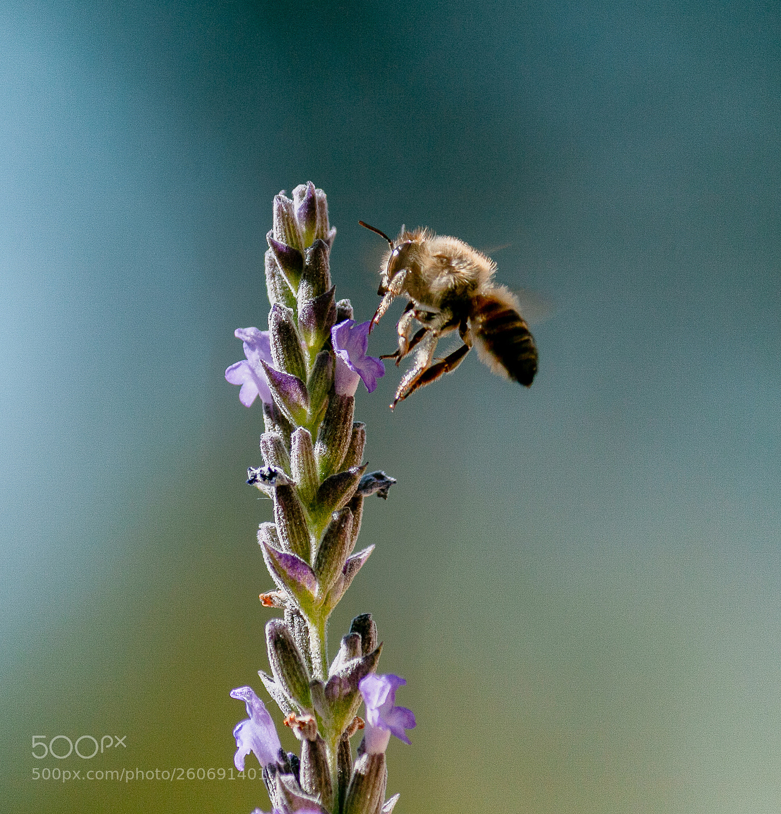 Canon EOS 70D sample photo. Bee & lavender photography