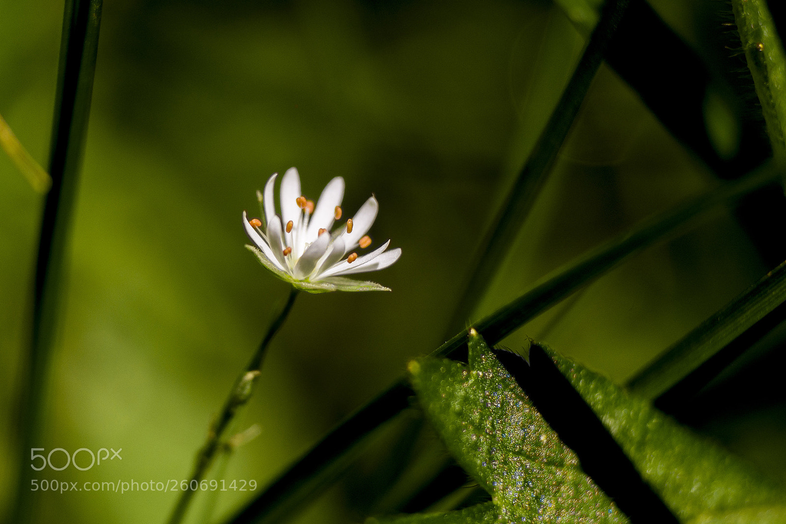 Nikon D5200 sample photo. Wild flower photography