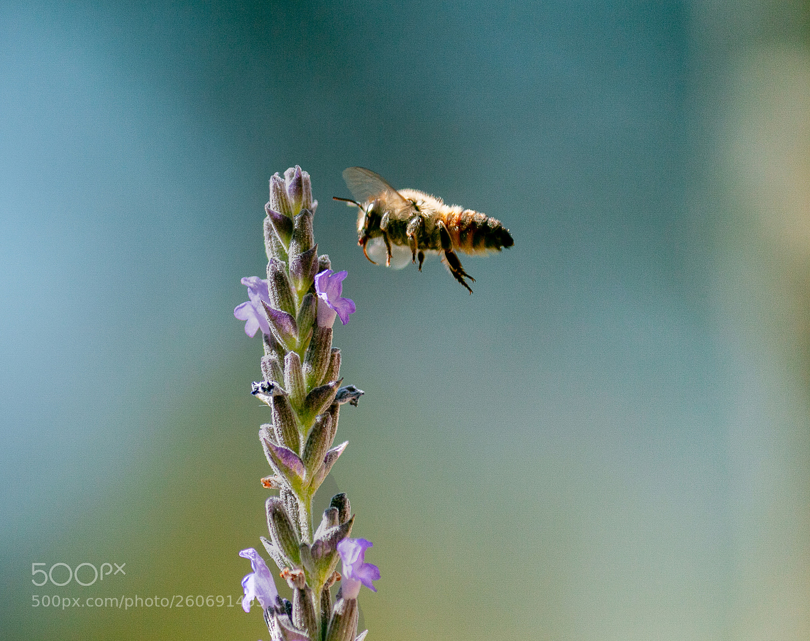 Canon EOS 70D sample photo. Bee & lavender photography