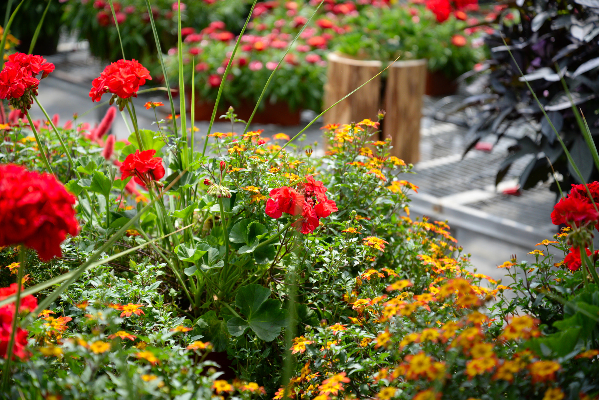 Nikon D610 sample photo. Flowers photography