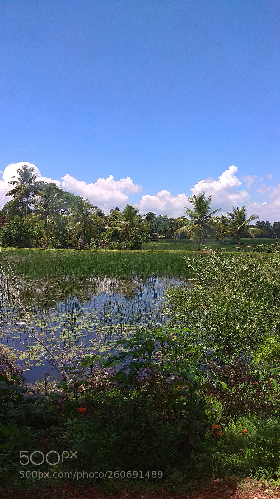 Xiaomi Redmi Note 4 sample photo. Untitled photography