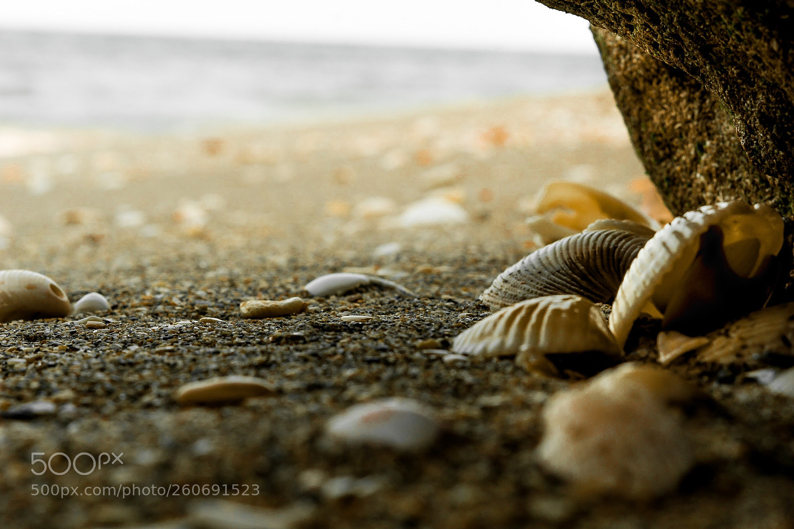 Sony a6000 sample photo. Seashells and beaches photography