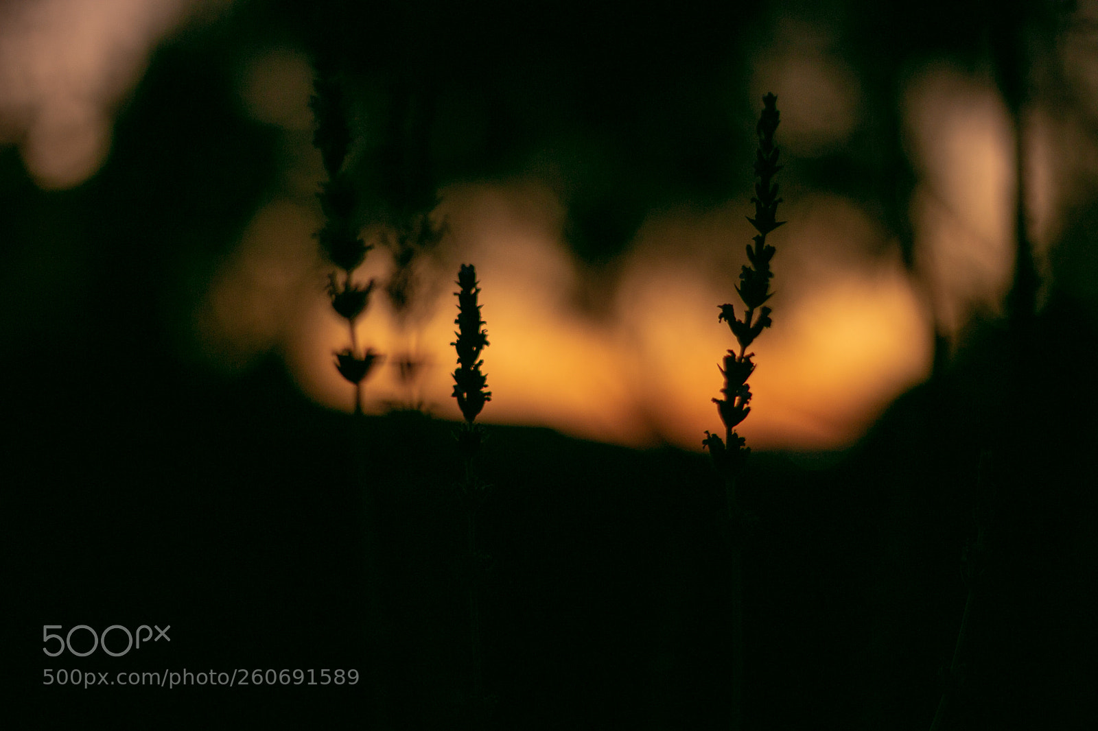 Canon EOS 70D sample photo. Lavender sunrise photography