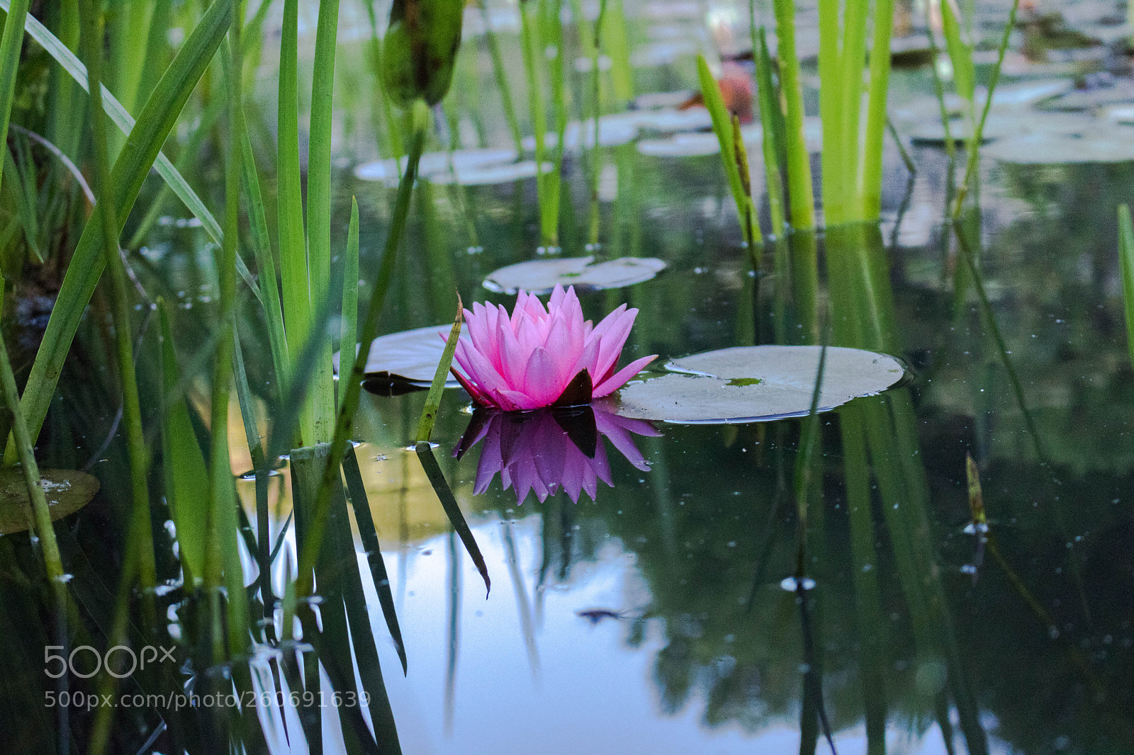 Canon EOS 750D (EOS Rebel T6i / EOS Kiss X8i) sample photo. Reflex photography