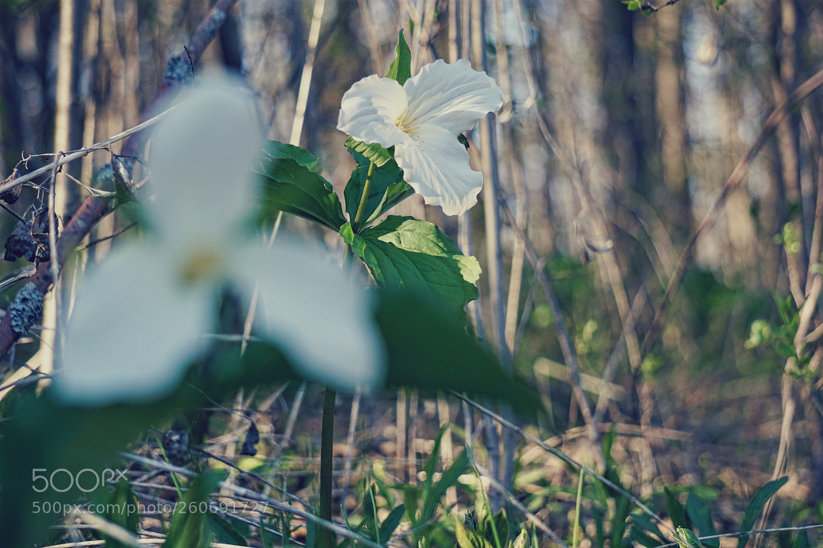 Sony a6000 sample photo. Trillium photography