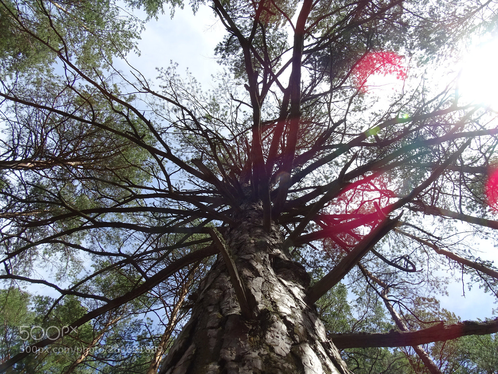 Sony DSC-HX400 sample photo. Somewhere in the forest photography