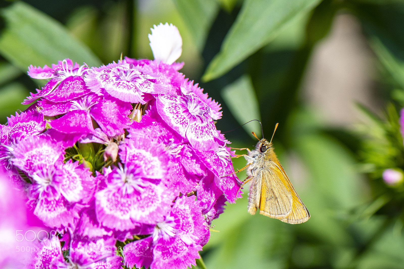Nikon D500 sample photo. On a flower photography