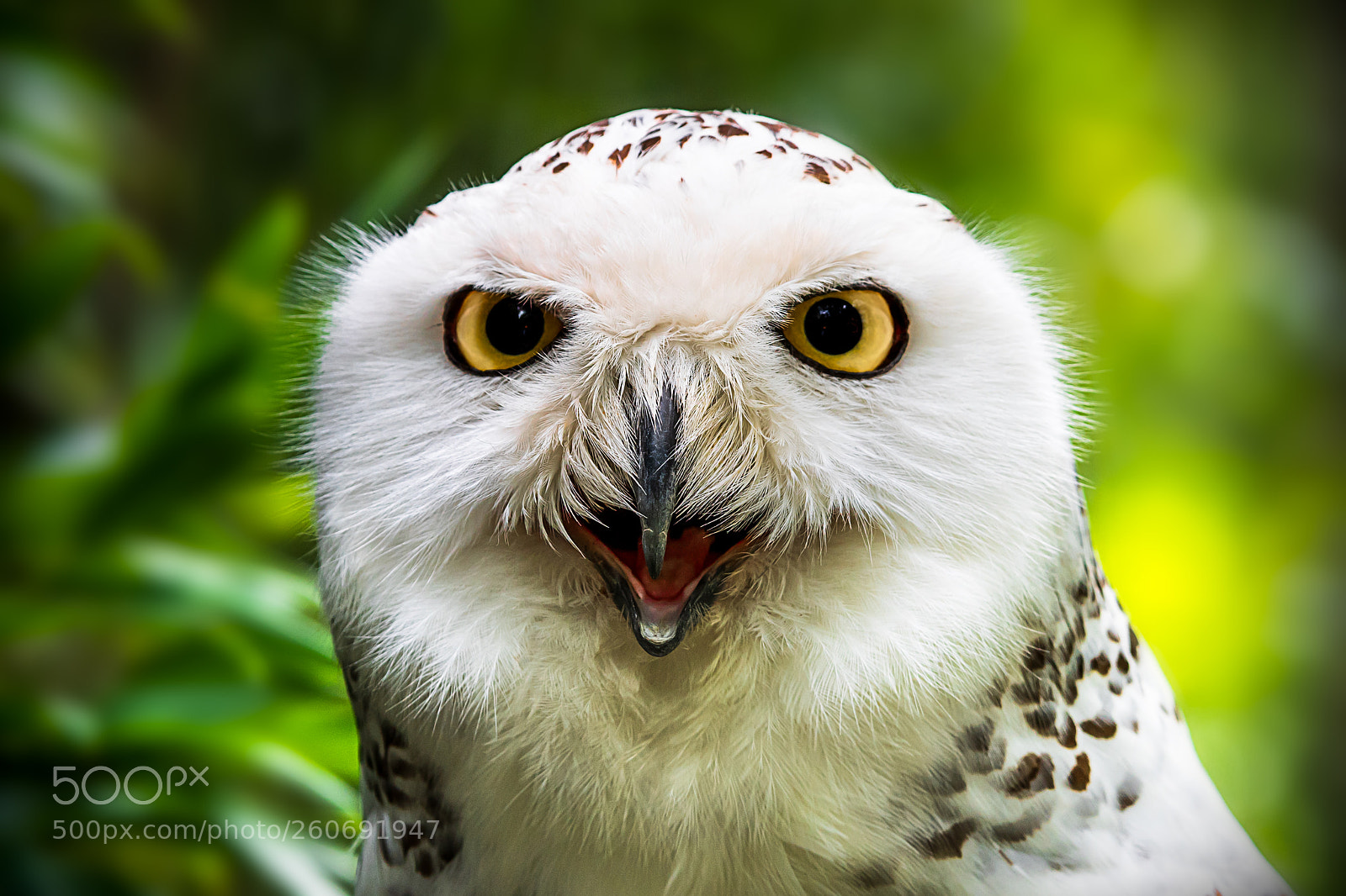 Nikon D7500 sample photo. Owl photography