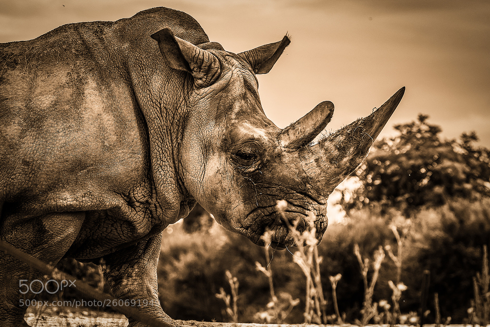 Nikon D7500 sample photo. Rhinoceros photography