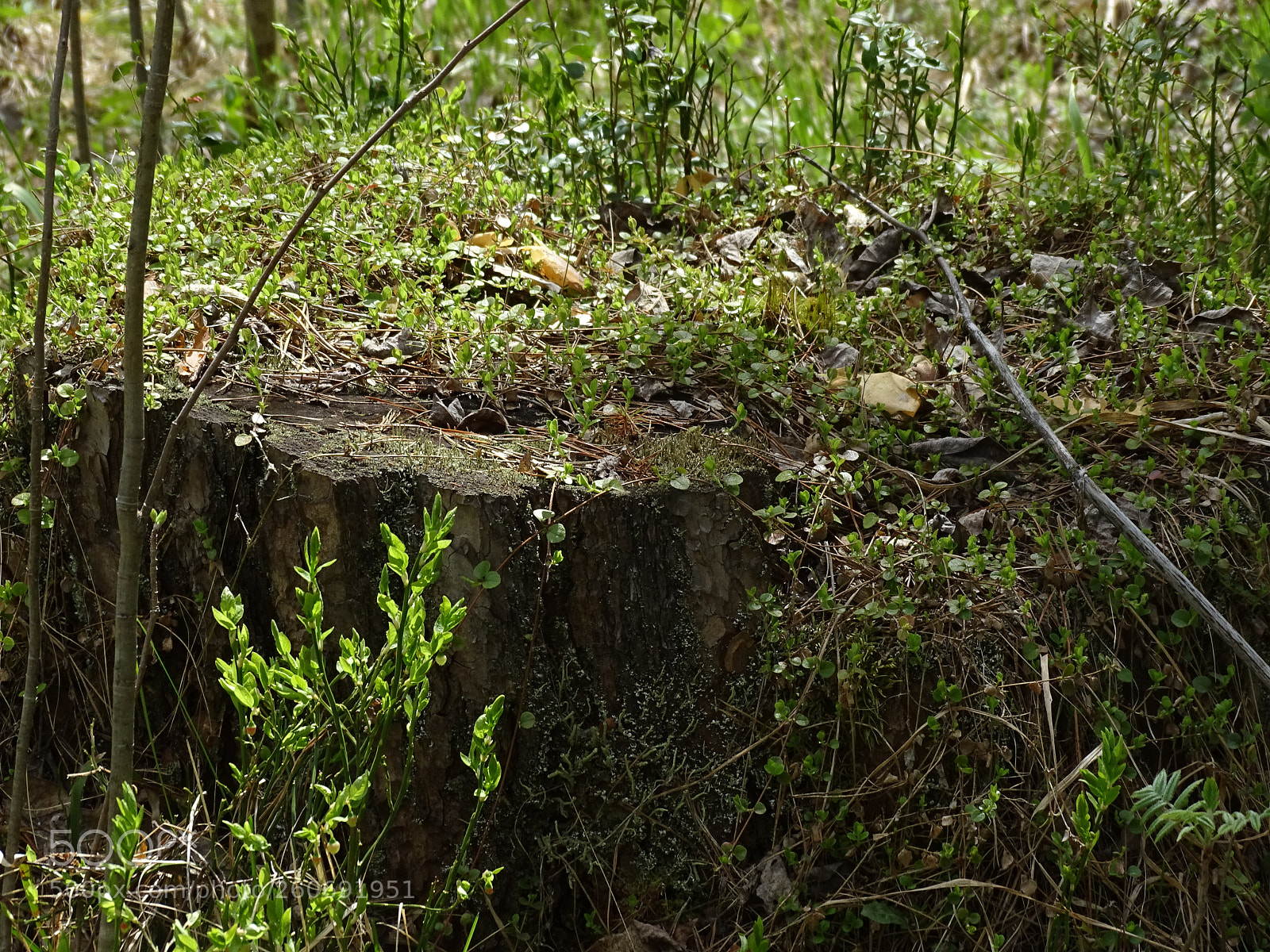 Sony DSC-HX400 sample photo. Somewhere in the forest photography
