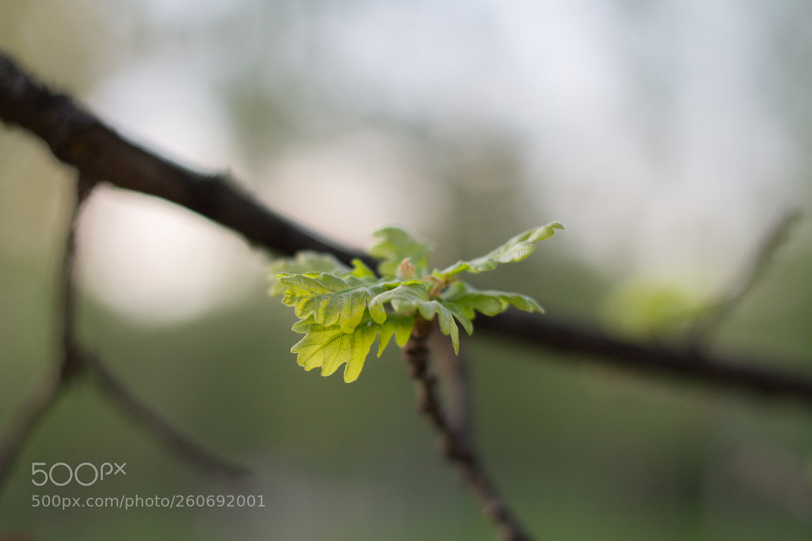 Canon EOS 1100D (EOS Rebel T3 / EOS Kiss X50) sample photo. New oak`s leaves photography