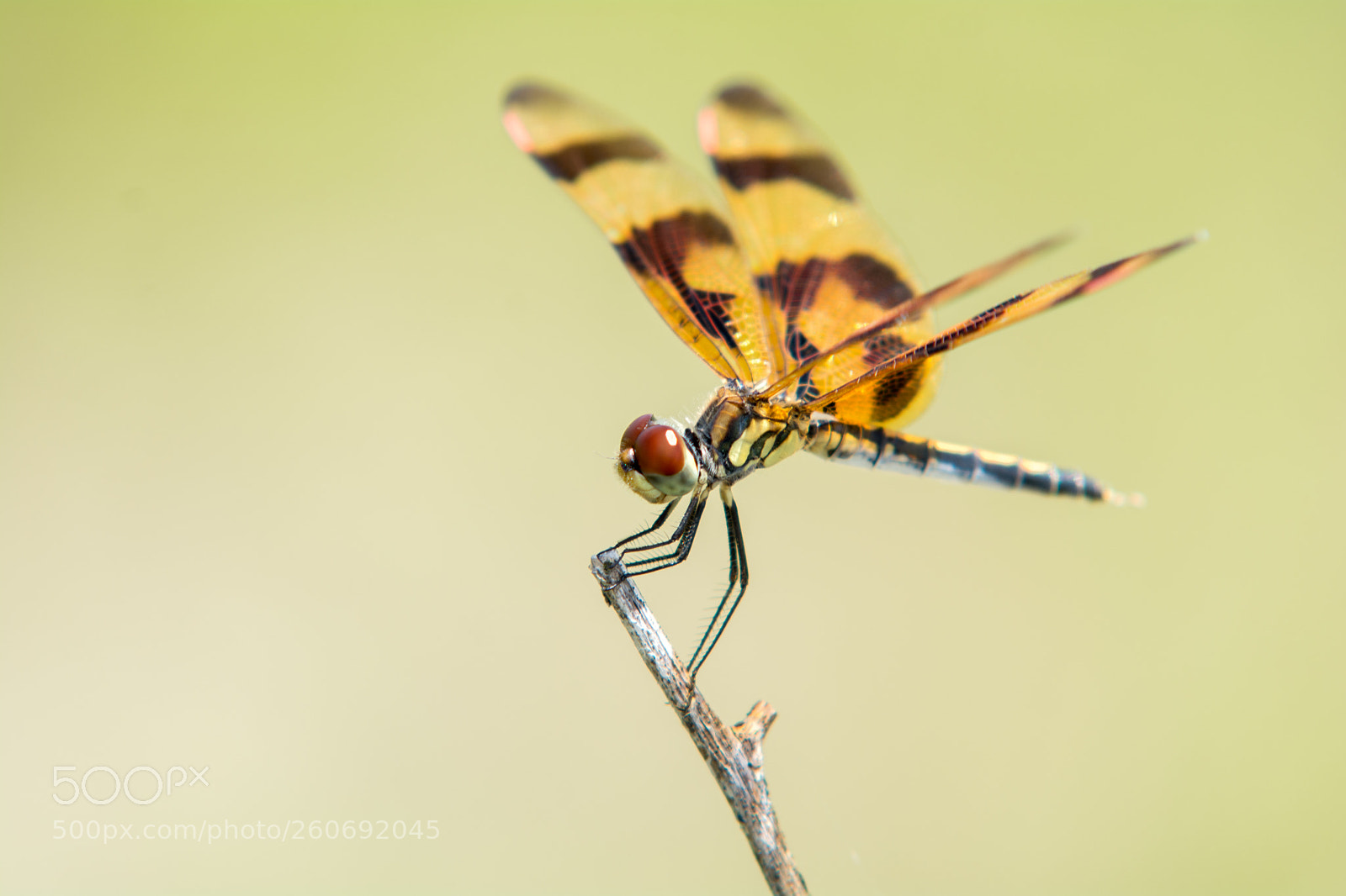 Nikon D7100 sample photo. Resting dragon photography
