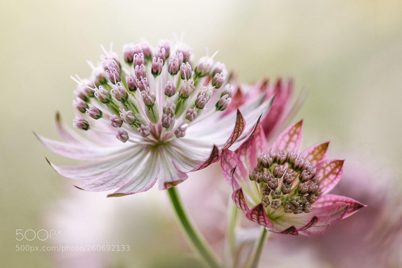 Canon EOS 550D (EOS Rebel T2i / EOS Kiss X4) sample photo. Astrantia photography