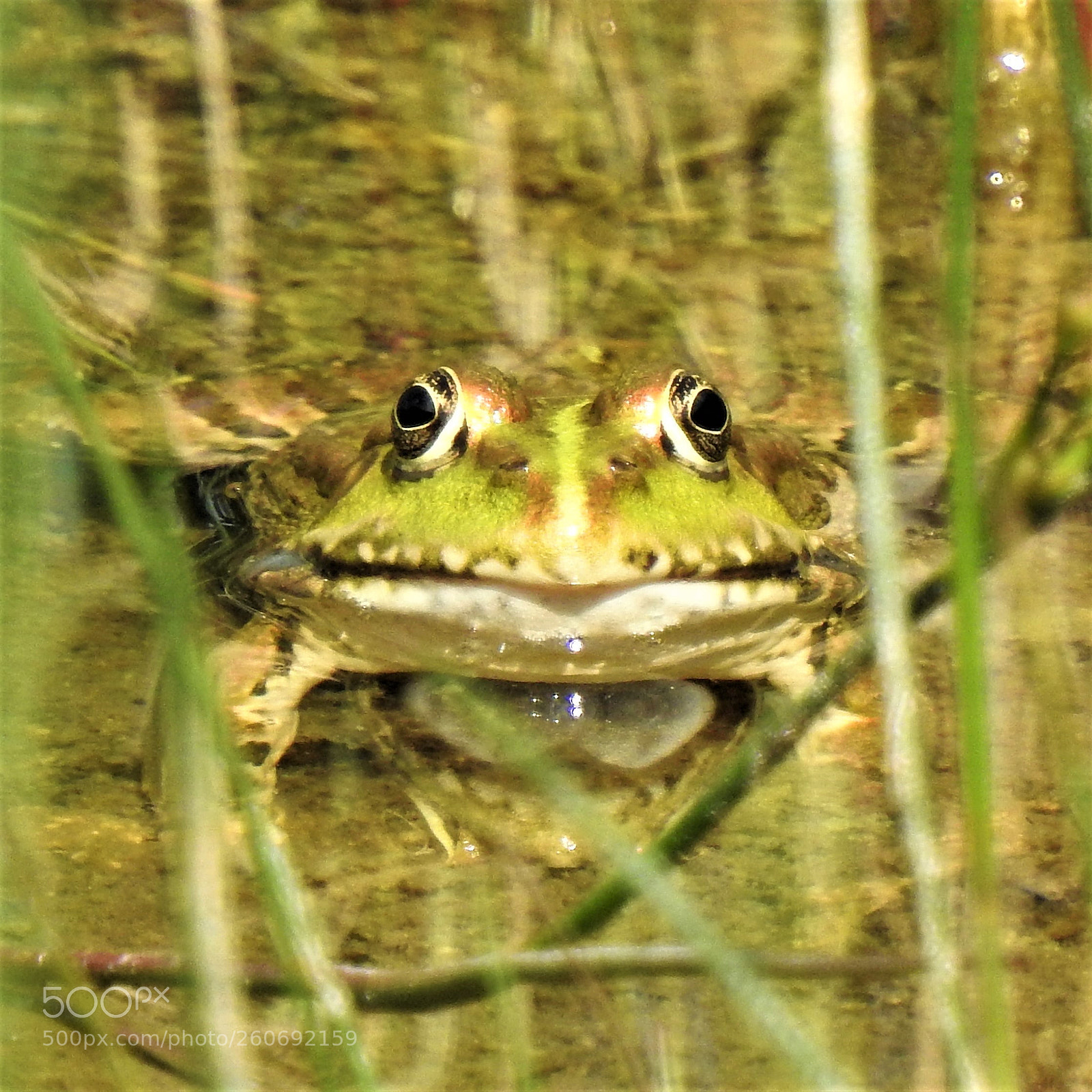 Nikon Coolpix P900 sample photo. Frog in the pond photography