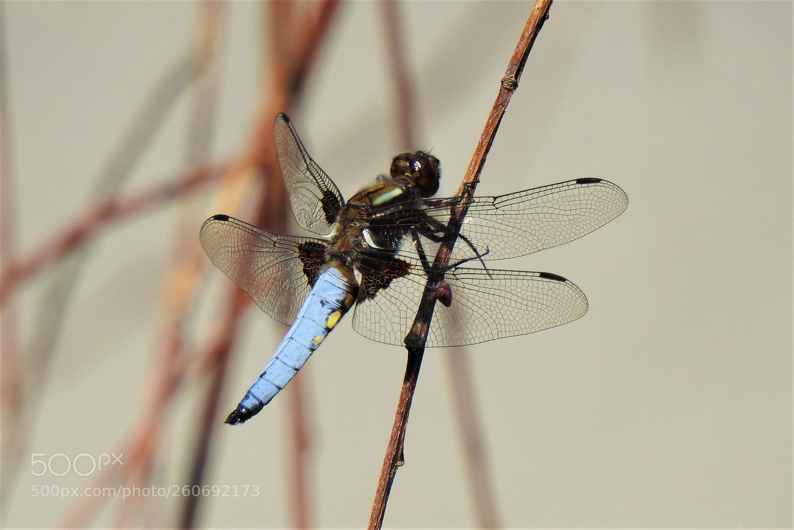Nikon Coolpix P900 sample photo. Dragon-fly photography