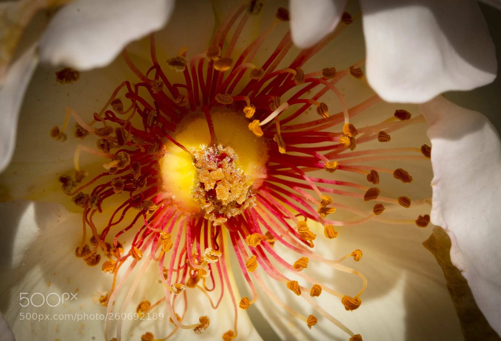 Sony a7 III sample photo. Bright and sticky stamen photography
