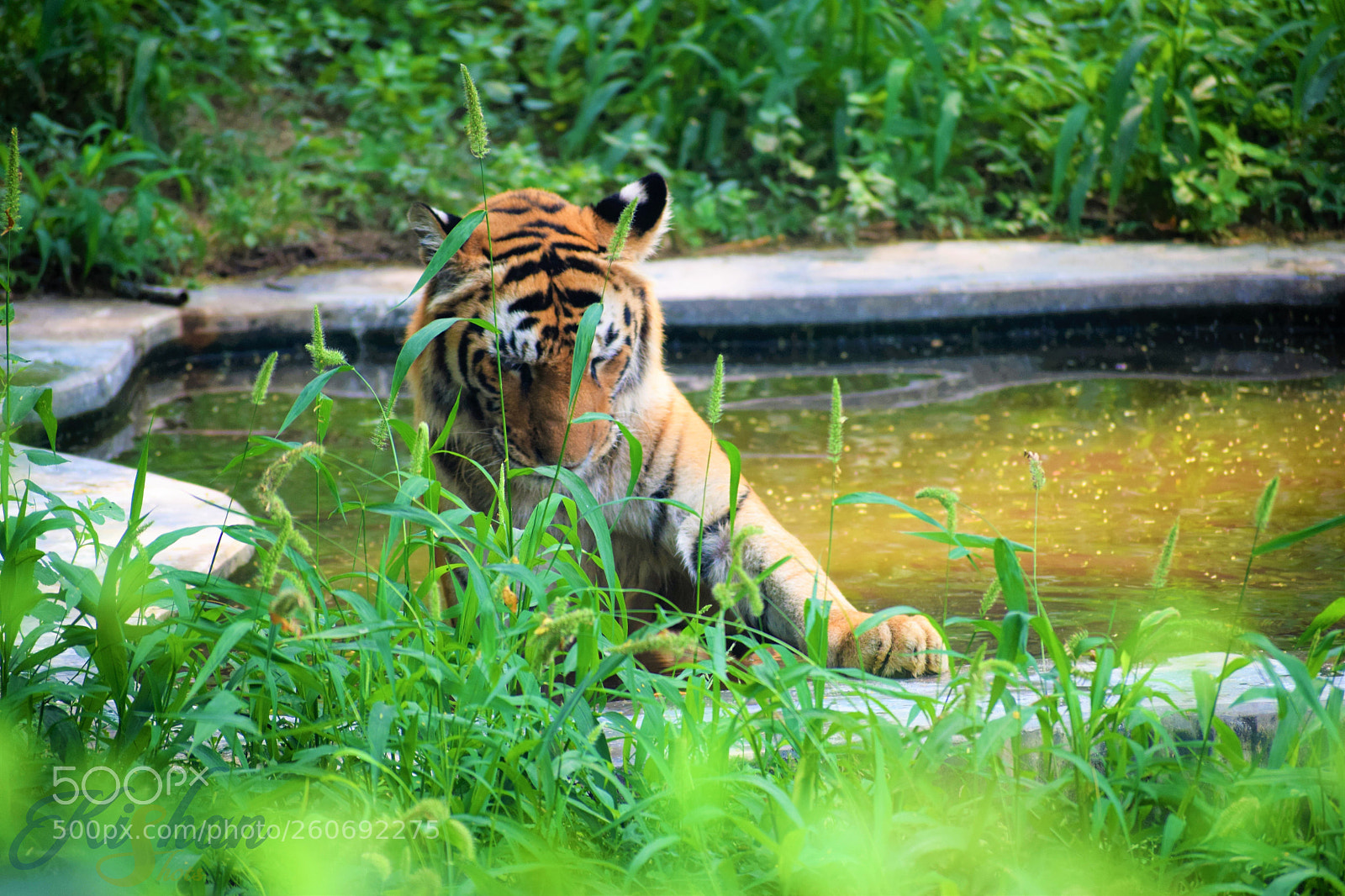 Nikon D3300 sample photo. Bathing tiger photography