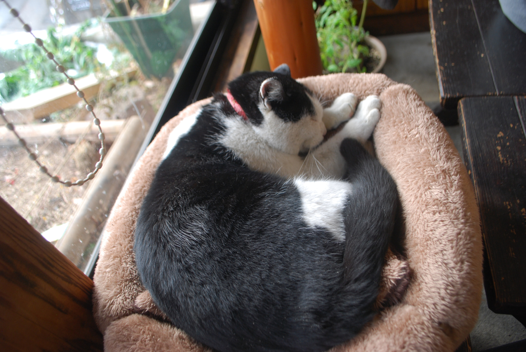 Nikon D60 sample photo. Comfy cat photography