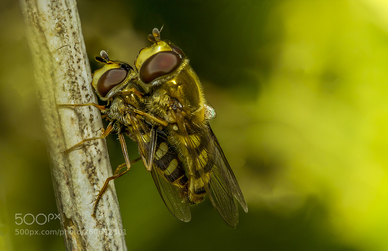 Sony a6000 sample photo. Perpetuation of the species 1 photography