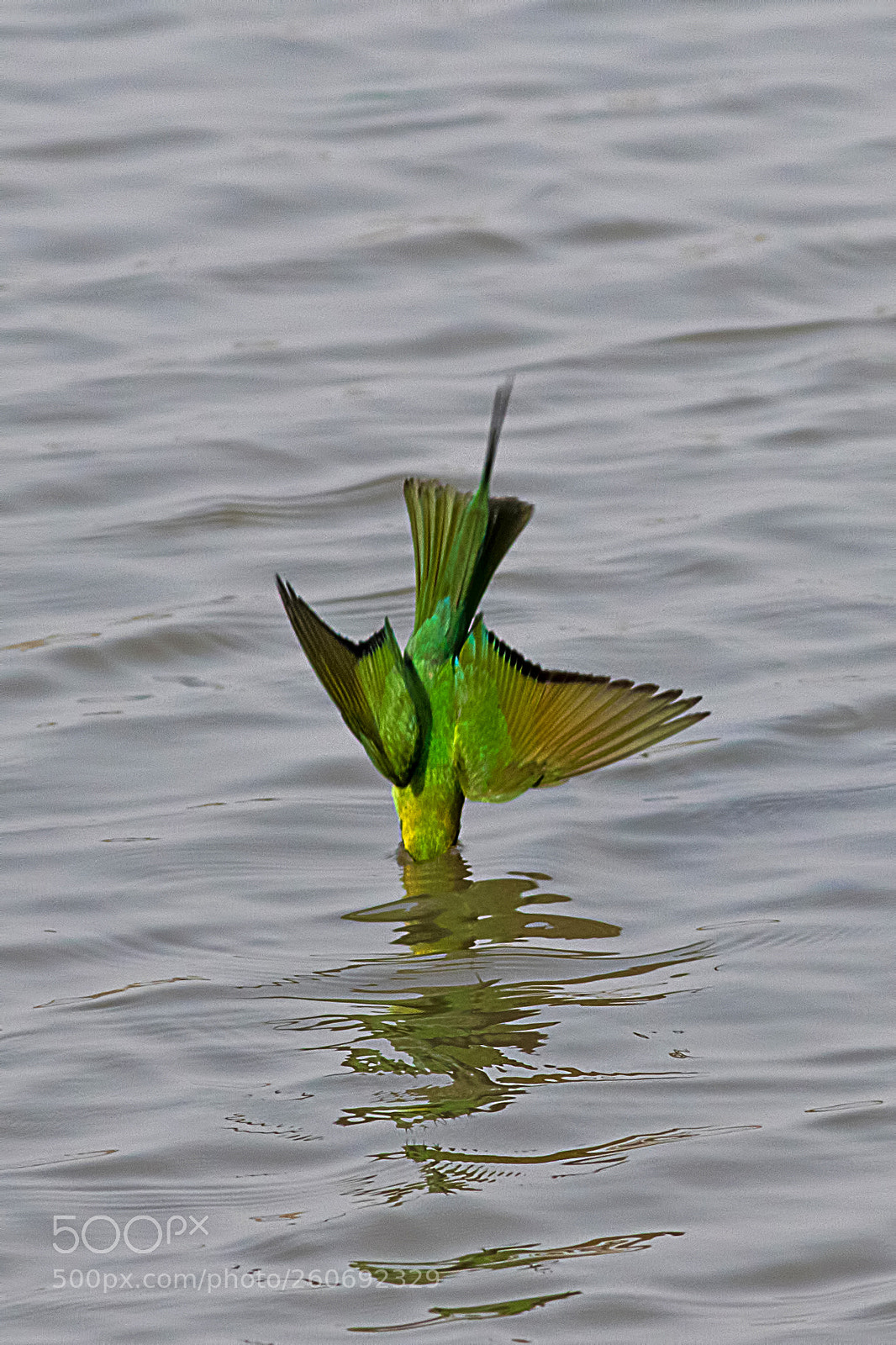 Canon EOS 7D Mark II sample photo. Green bee eater photography