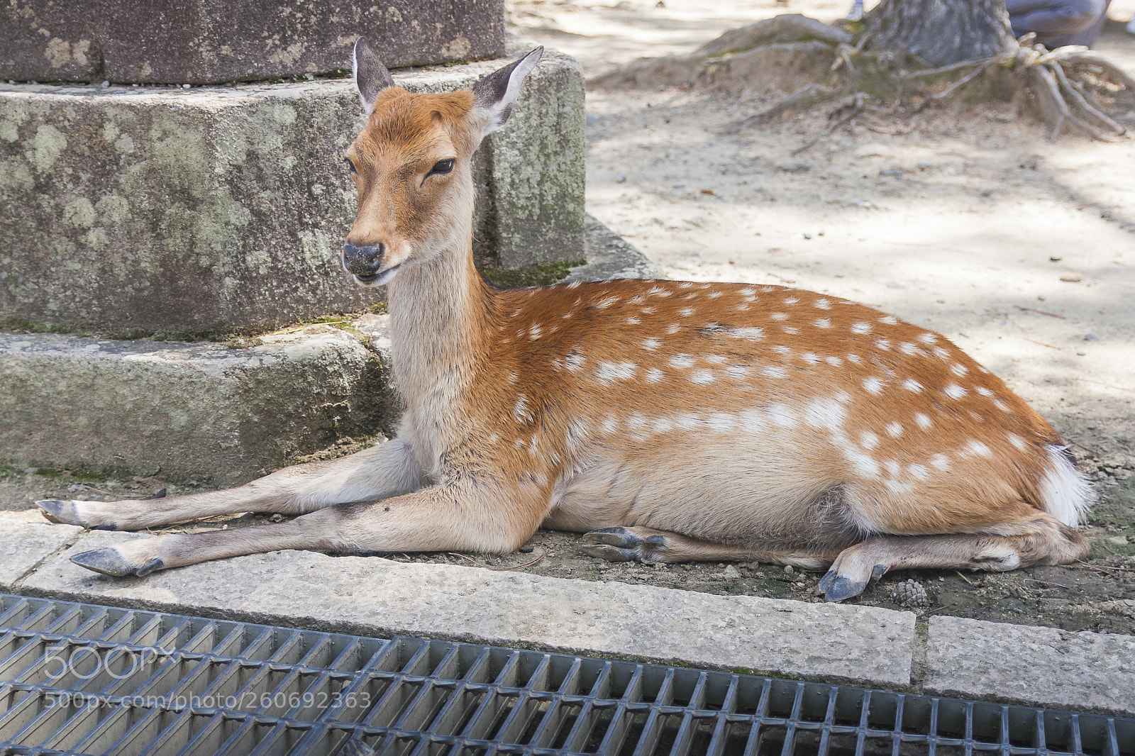 Canon EOS 450D (EOS Rebel XSi / EOS Kiss X2) sample photo. Deer at nara photography