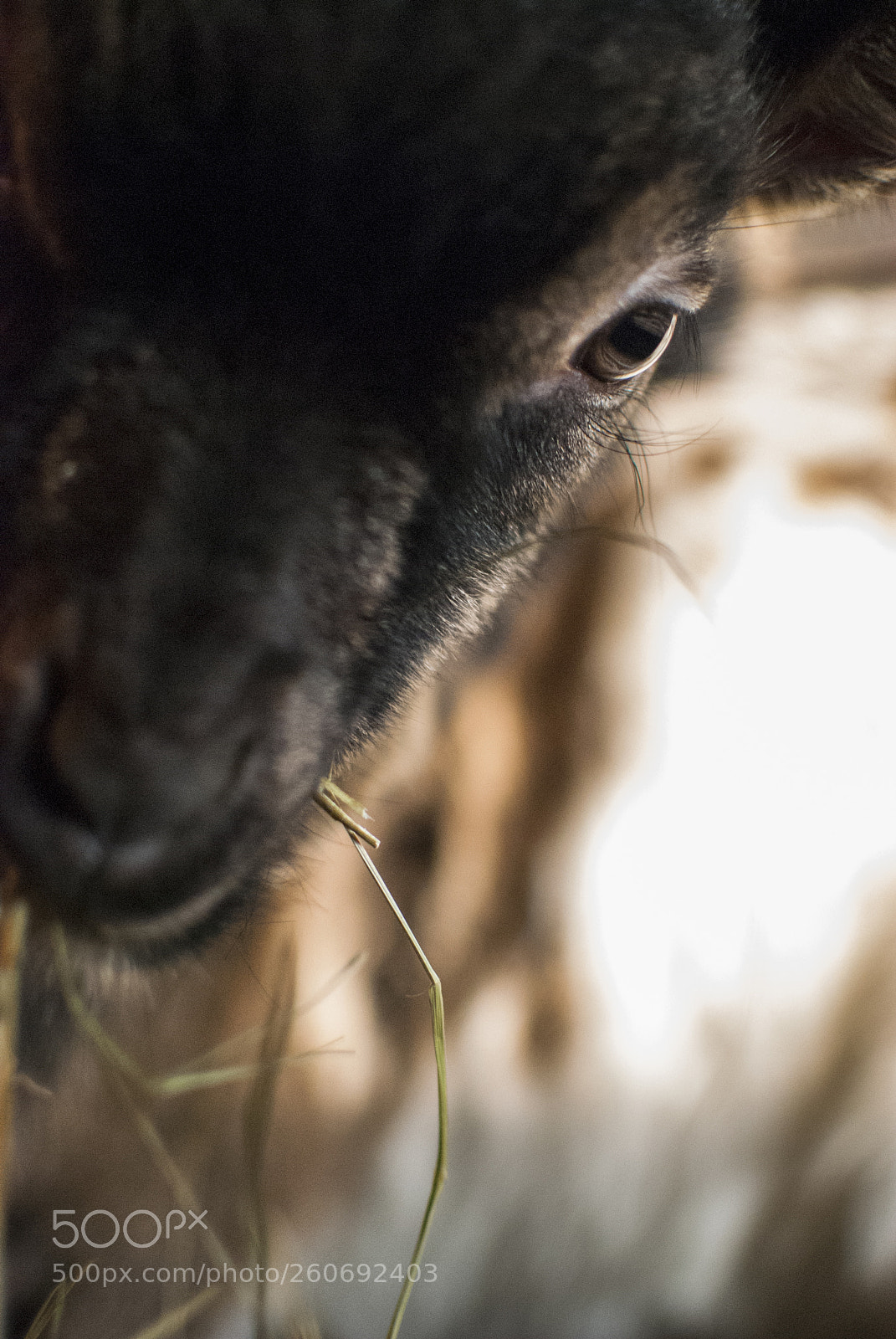 Nikon D60 sample photo. Dark eyes photography