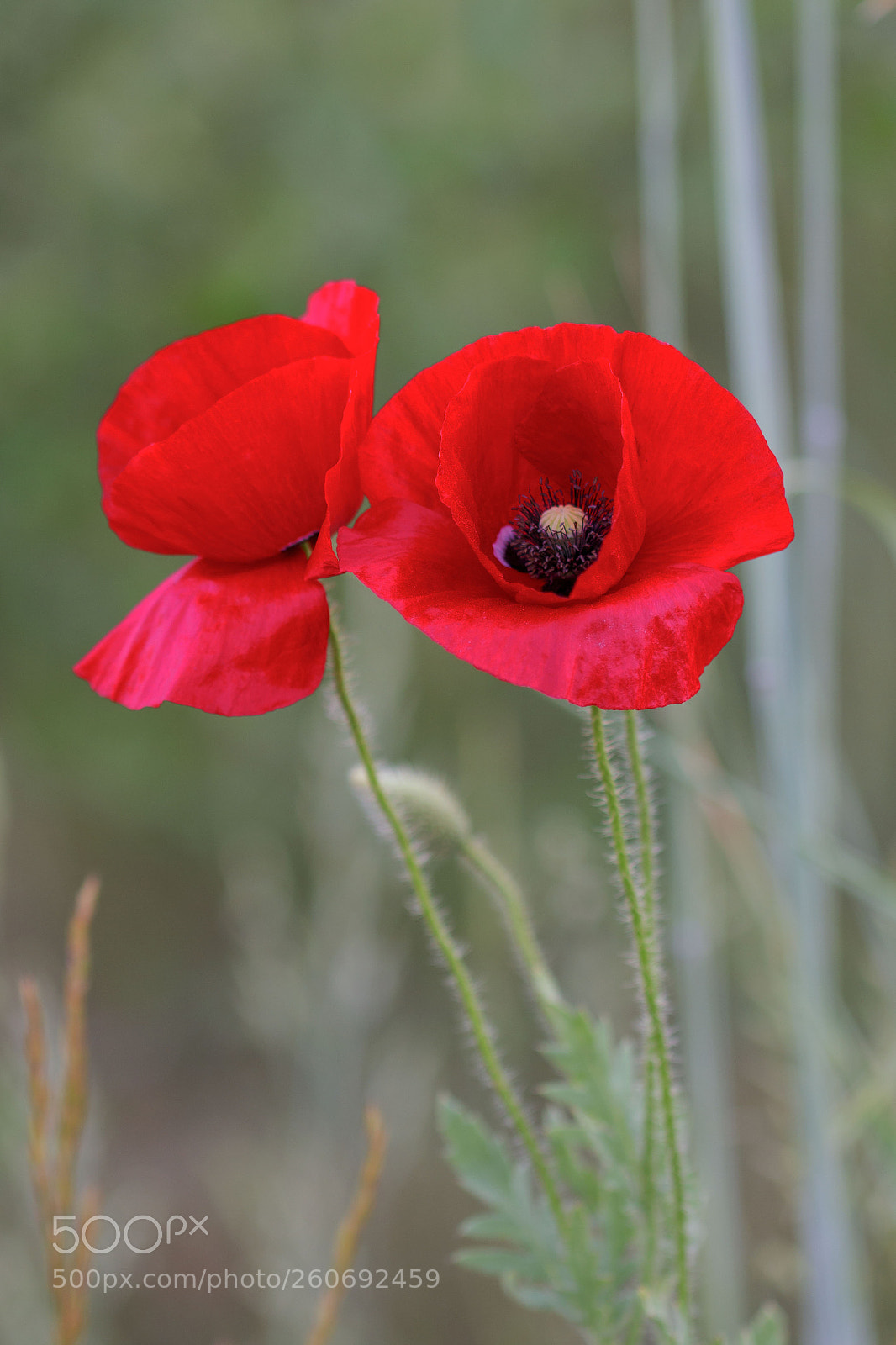 Canon EOS 700D (EOS Rebel T5i / EOS Kiss X7i) sample photo. Poppy photography
