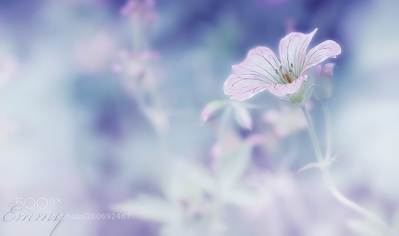 Canon EOS 7D sample photo. The blues photography