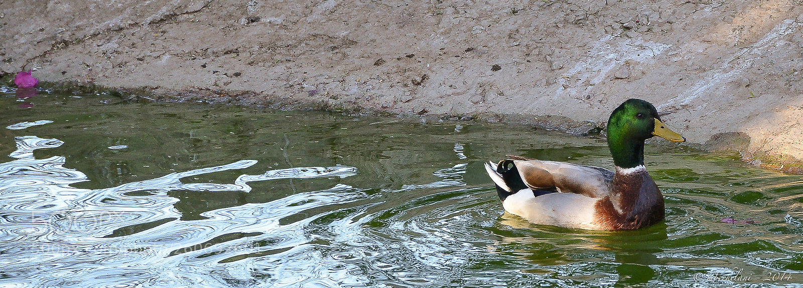 Nikon D800 sample photo. Fo photography