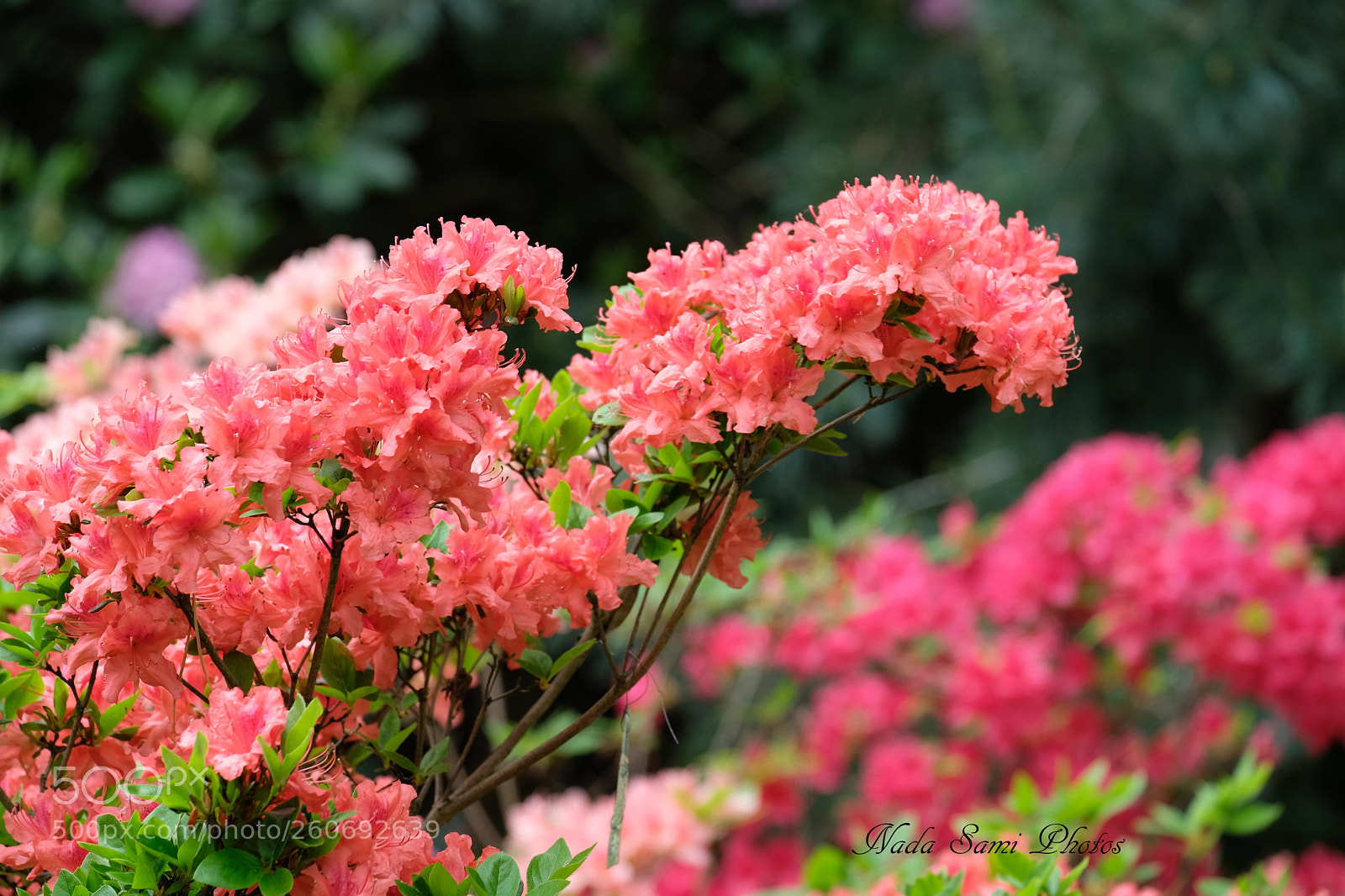 Fujifilm X-T2 sample photo. Flowers1 photography